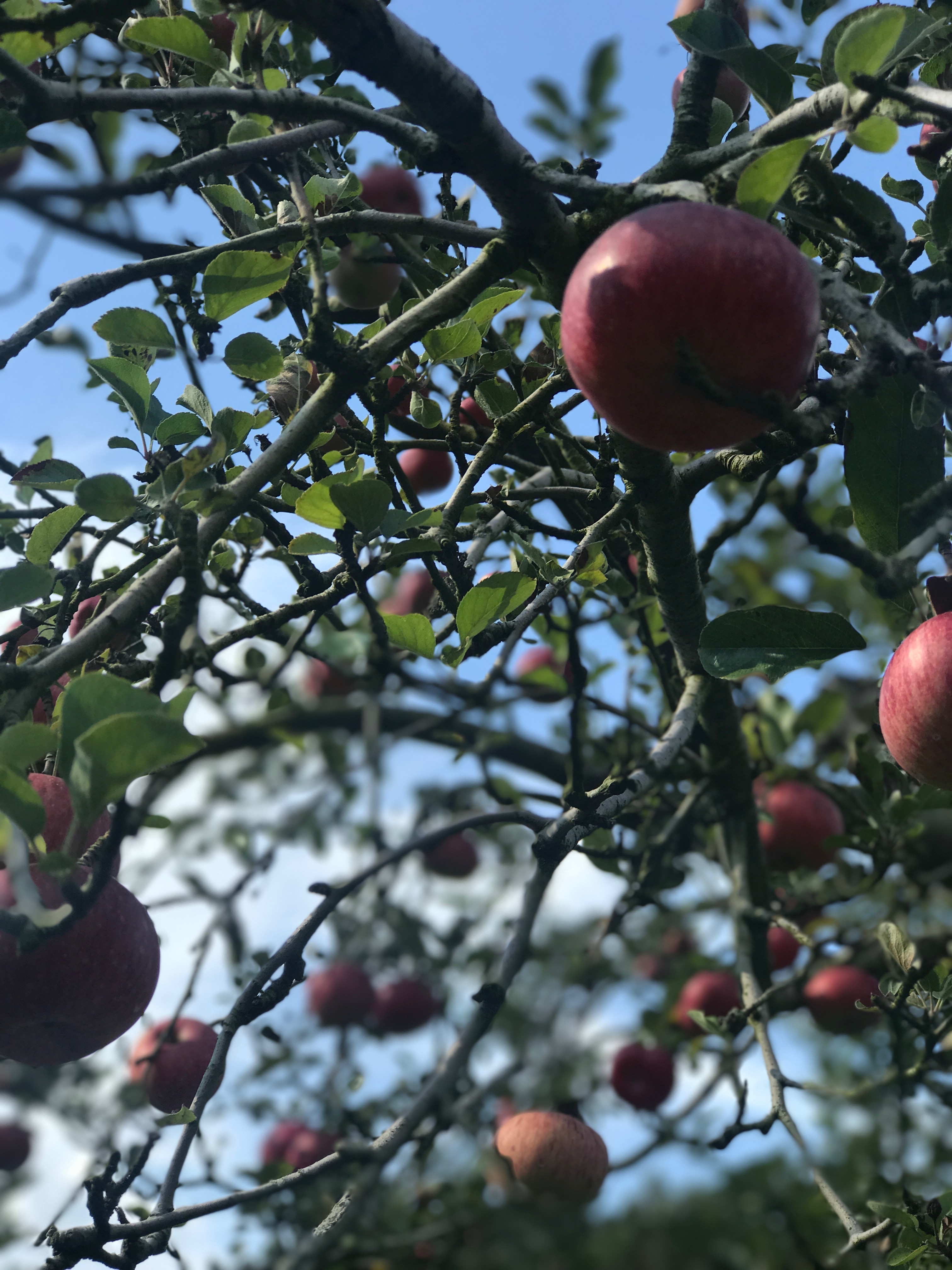 Family Fall Bucket List: Apple Picking | Mommy & Me Outfits