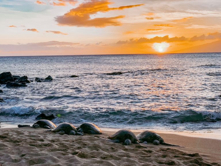 Maui Travel Guide | Best Excursions in Maui | Maui Snorkeling | Best Beaches in Maui | Maui Fruit Stand | Road to Hana Tips | Haleakala Tips | Where to Stay in Maui | Best Restaurants in Maui | Helicopter Tour Maui | Sail Tour Maui | Maui Vacation | Maui Travel Guide | #maui #mauivacation #hawaiitrip #mauitrip #mauitravelguide | www.styleherstrong.com