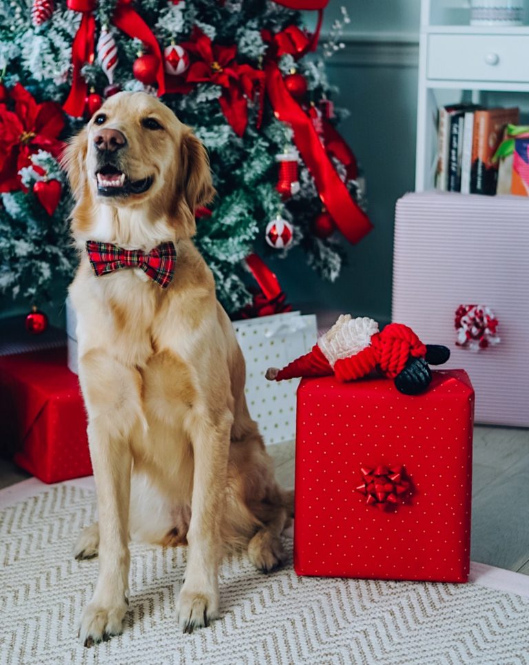 Gifts for Pets + Pet Lovers