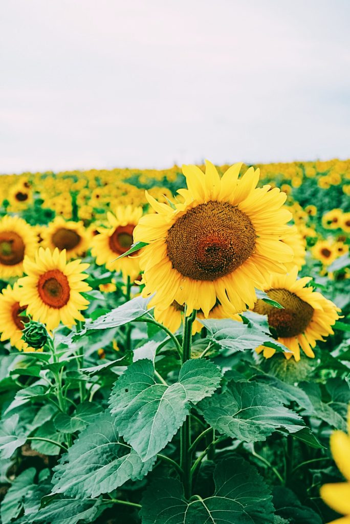 Sunflower Field Family Pictures | Family Photography | Draper James Dress | Family Adventure | Summer Style | Family Style | Preppy Style | Romantic Style | Eyelet Dress | Floral Dress | Sperry | J.Crew