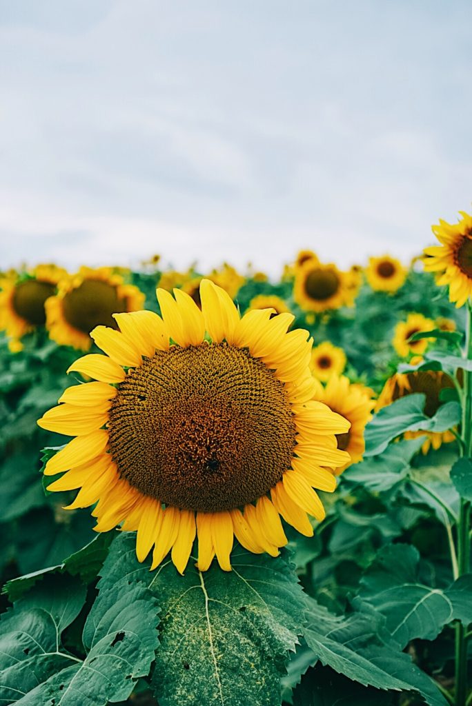 Sunflower Field Family Pictures | Family Photography | Draper James Dress | Family Adventure | Summer Style | Family Style | Preppy Style | Romantic Style | Eyelet Dress | Floral Dress | Sperry | J.Crew