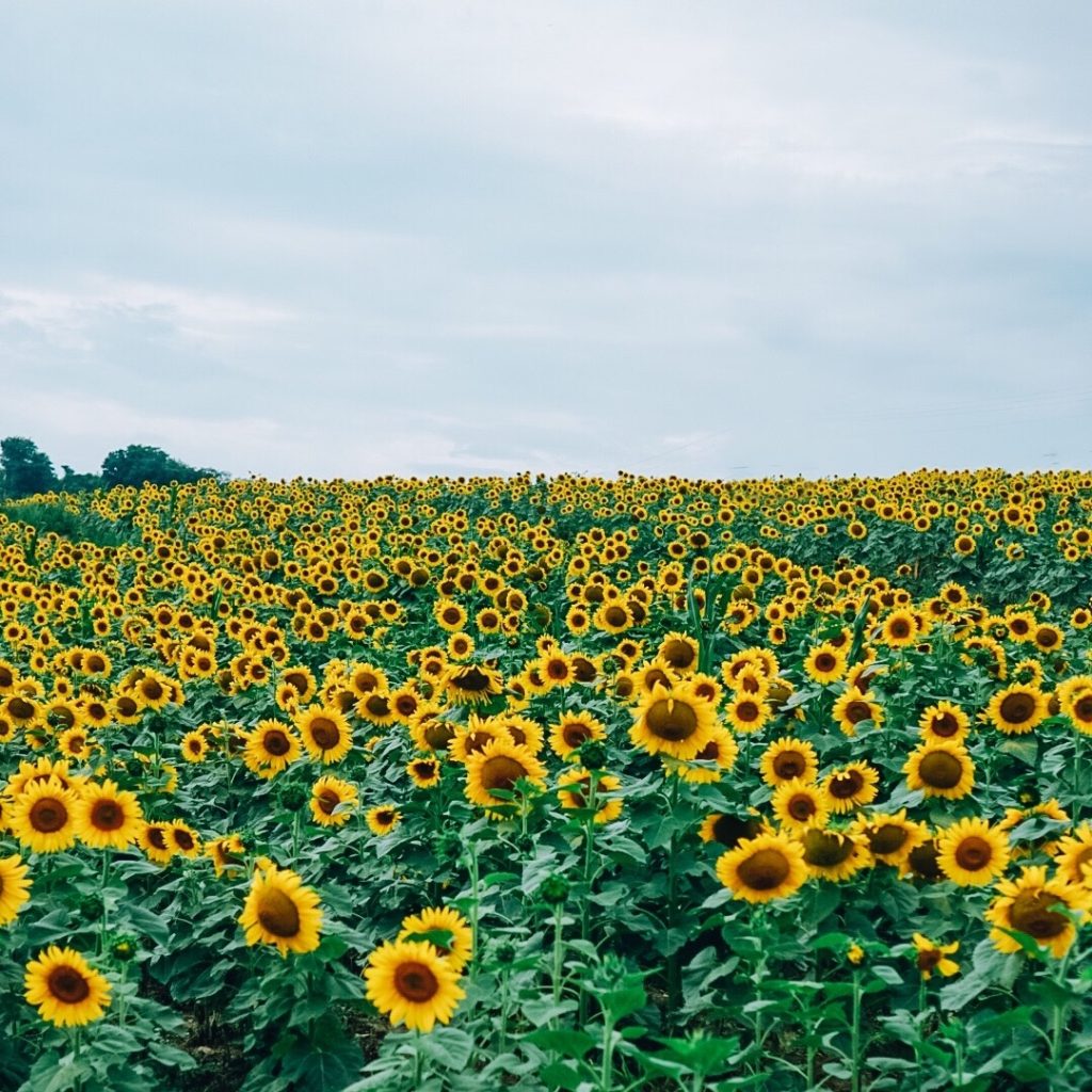 Sunflower Field Family Pictures | Family Photography | Draper James Dress | Family Adventure | Summer Style | Family Style | Preppy Style | Romantic Style | Eyelet Dress | Floral Dress | Sperry | J.Crew